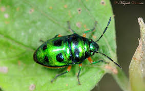 <p>Can be metallic, usually have spots on their back, six legs with the part connected to the thorax are thicker but quickly become thinner, medium-length antennae, head and eyes together are triangular, Class Insecta, Order Hemiptera, called metallic shiled bugs</p>