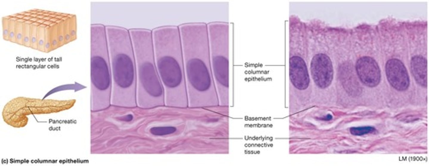<p>Single layer of rectangular-shaped cells with nuclei in basal portion of cell.</p>