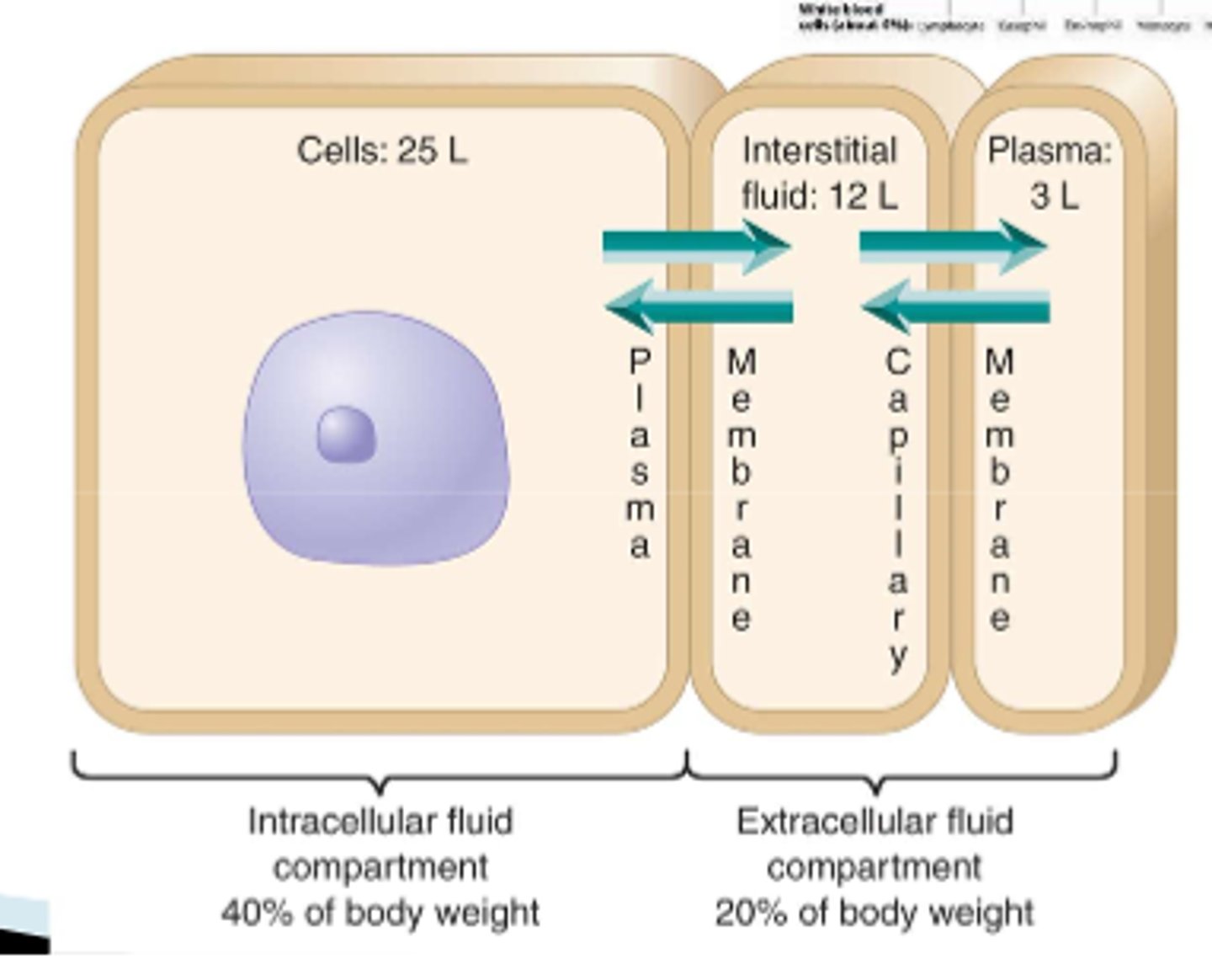 <p>- within the ICF &amp; ECF compartments (there is continuous movement between them):</p><p>- ICF = 40% (25L)</p><p>- ECF = 20% (15L)</p>