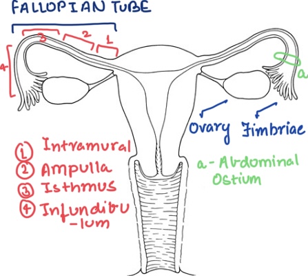 the opening of the uterine tube near the ovary
shown in green on diagram