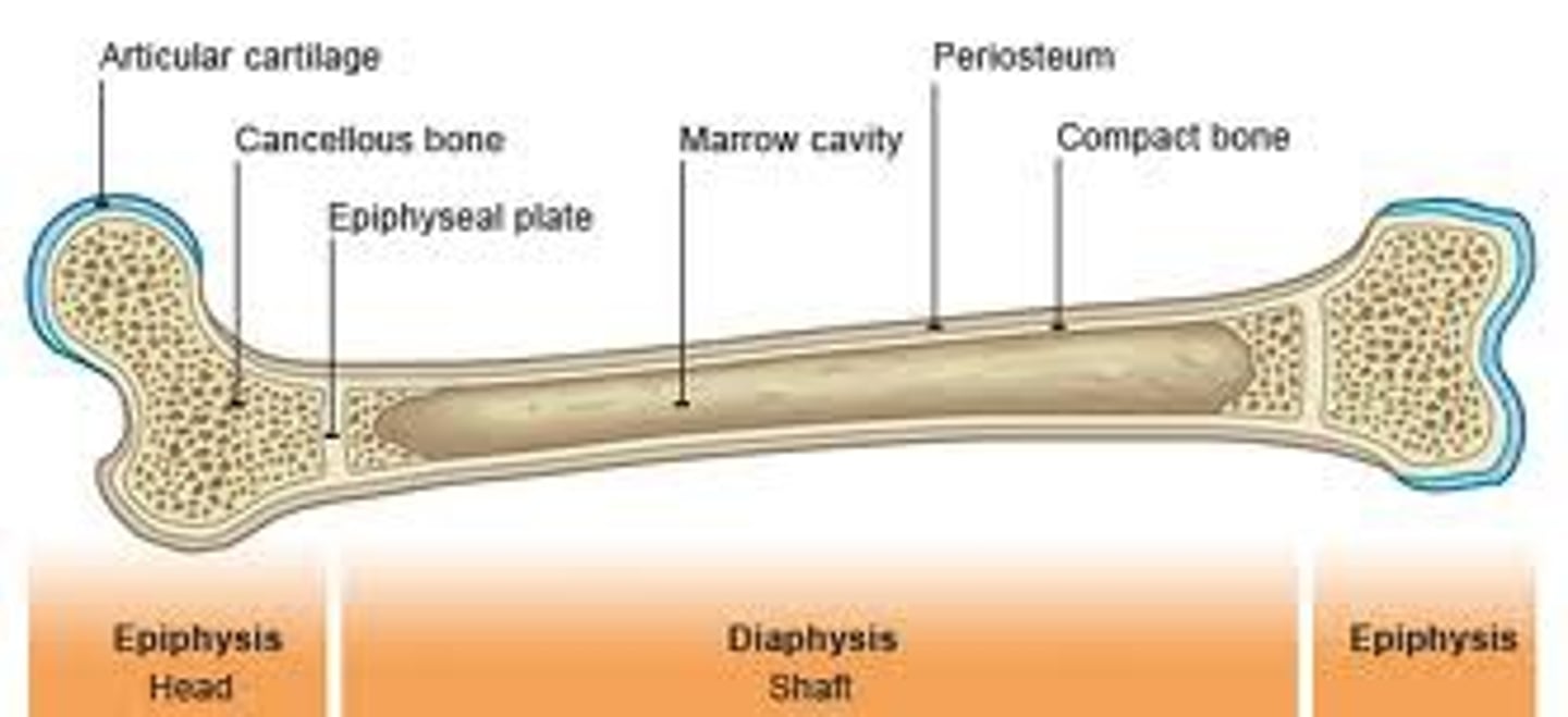 <p>growth plates</p>