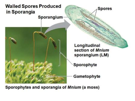 Sporophytes produce spores in the sporangia, Diploid sporocytes undergo Meiosis to generate haploid spores, spore walls contain sporopollenin which makes them resistant to harsh environments 