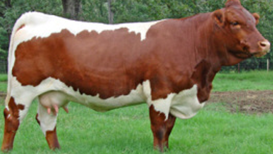 <p>What breed is this?</p>