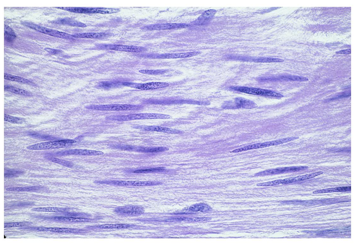 <p>Name the tissue.</p>