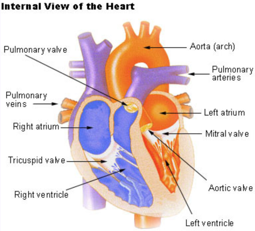 <p>What does the structure of the heart look like?</p>