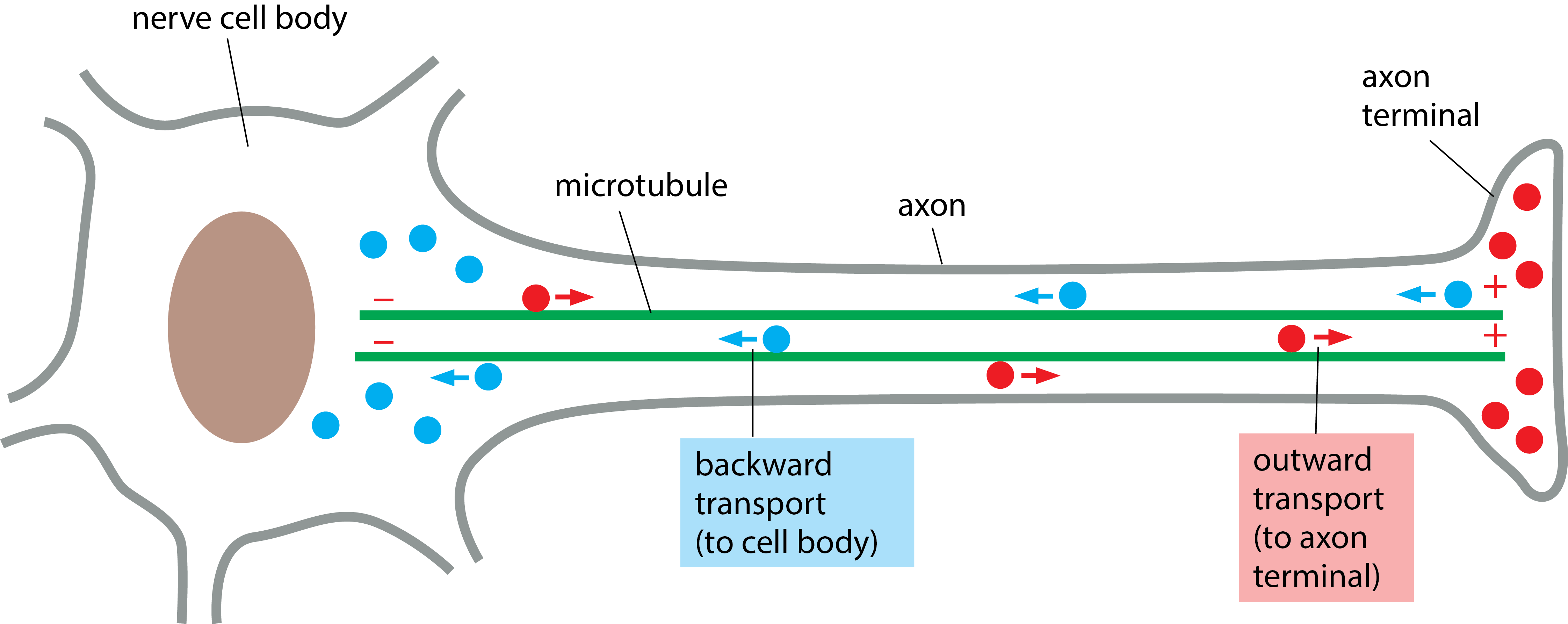 <p><span>Motor neuron degeneration occurs in several diseases and leads to loss of muscle control. One form of motor neuron degeneration was found to have defects in retrograde transport (backward transport to cell body, in blue below) that were caused by mutations in a gene that codes for a particular protein.</span></p><p>What protein, when mutated, would inhibit backward, but not outward, transport along axon microtubules?</p><p>Choose one:</p><p>A.  	tubulin</p><p>B.  	myosin</p><p>C.  	kinesin</p><p>D.  	dynein</p>