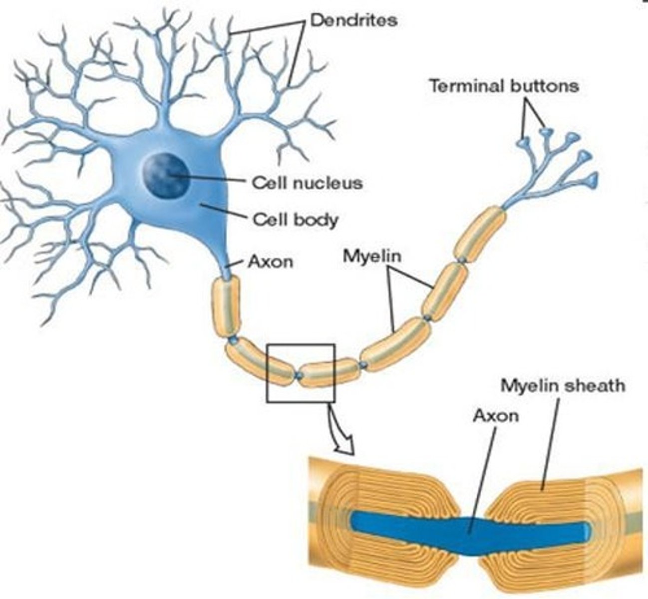 <p>Soma (cell body), axon, and dendrites.</p>