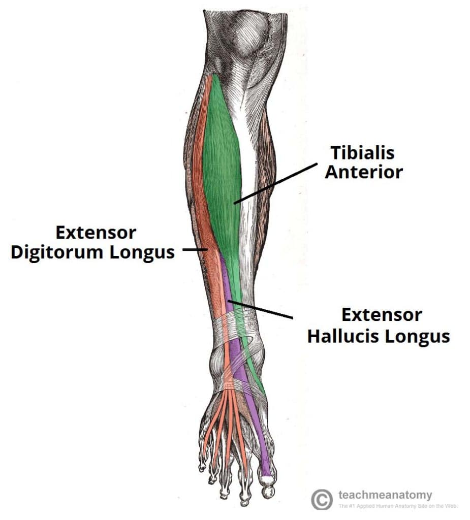 <p>Location:</p><ul><li><p>anterior compartment of the lower leg</p></li><li><p><strong>deep to tibialis anterior and extensor digitorum longus</strong></p></li></ul><p></p><p>Function:</p><ul><li><p><strong>extension of the big toe (hallux)</strong></p></li><li><p>assists in dorsiflexing the foot at the ankle joint</p></li></ul><p></p>