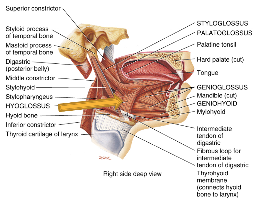 <p>innervation: CN XII</p><p>action: depresses and retracts tongue</p>