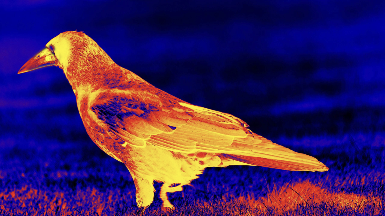 <p>A small portion of energy is captured; the majority is released to the environment as heat</p>