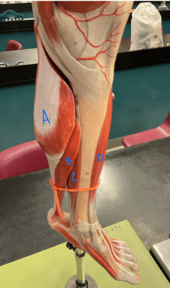 <p>tibialis anterior</p>