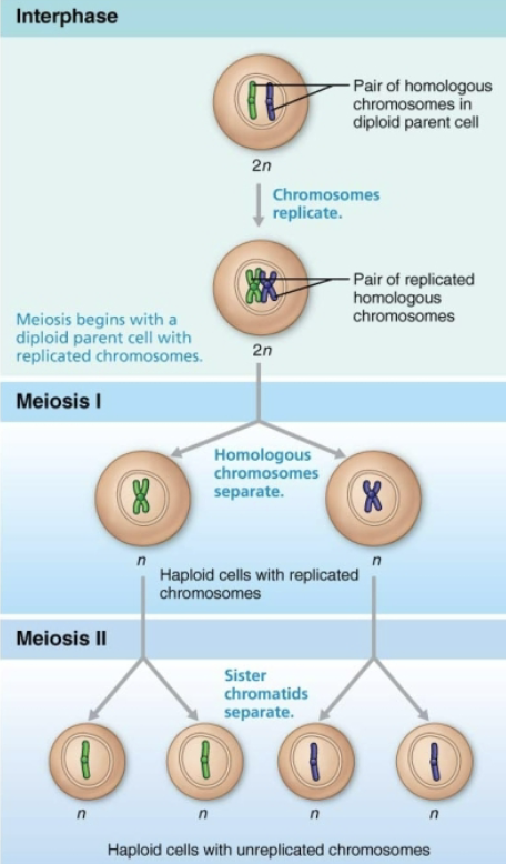 <ol><li><p><strong>Interphase </strong></p><ul><li><p>Preceding meiosis, all chromosomes are replicated </p></li></ul></li><li><p><strong>Meiosis I </strong></p><ul><li><p>Homologous pairs separate from each other, reducing number of chromosomes from 2n to n </p></li><li><p><em>Reduction division of meiosis</em></p></li></ul></li><li><p><strong>Meiosis II </strong></p><ul><li><p>Sister chromatids separate and each daughter cell gets equal share of chromosomes </p></li><li><p><em>Equational division of meiosis </em></p></li></ul></li></ol><p></p>