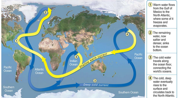 <ul><li><p>drives the mixing of surface water and deep water</p><ul><li><p>moves heats and nutrients all around the globe</p></li><li><p>driven by surface waters with unusually high amounts of salt</p></li></ul></li></ul><p></p>