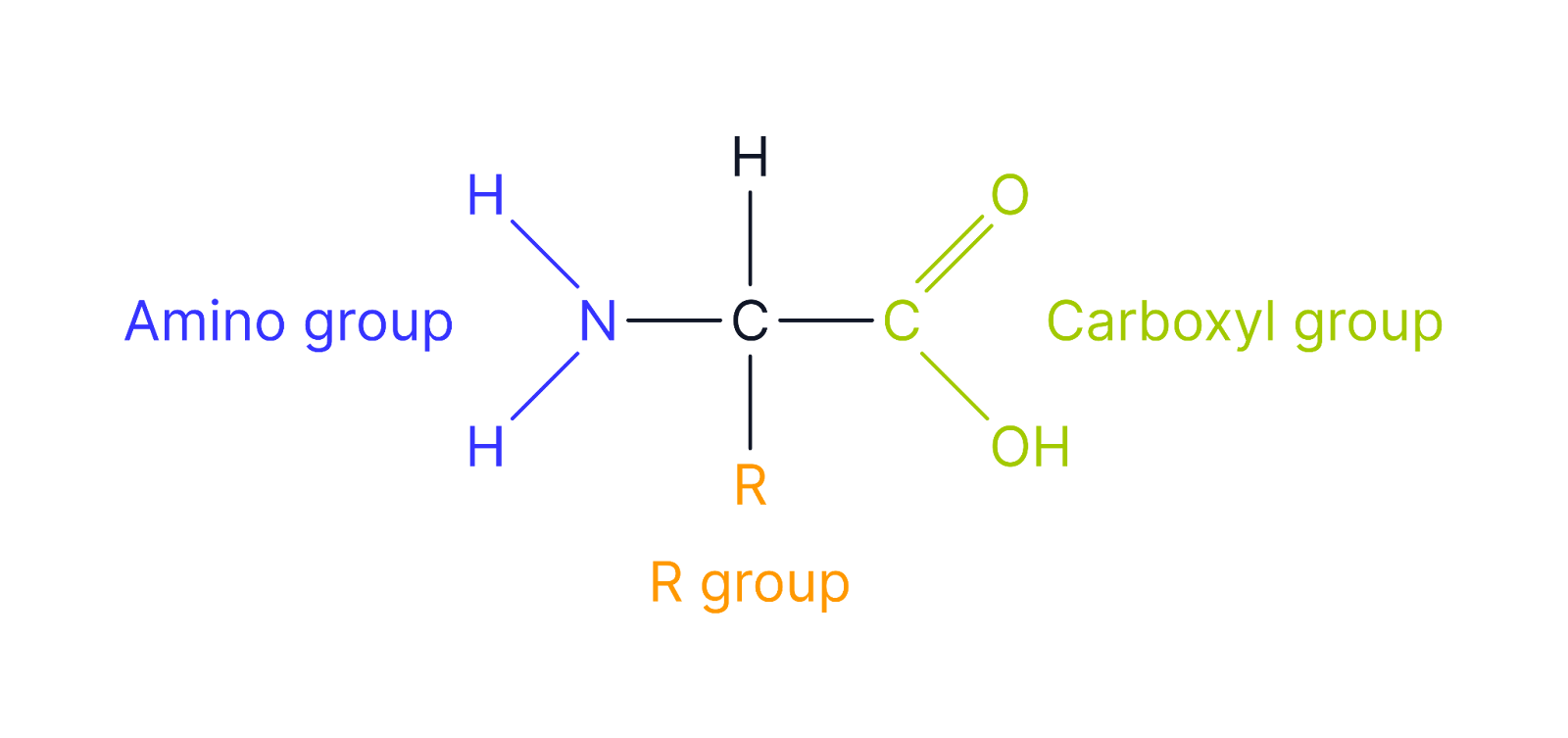 <p>The structure of a protein is critical to its function as proteins rely on their specific 3D shape as determined by their primary structure.</p><p>Monomer: amino acids</p><p><span>Polymer: polypeptides</span></p><p><span>Condensation bond: peptide bonds</span></p><p><span>Hydrolysis enzyme:</span></p><p>Contain the elements: carbon, hydrogen, oxygen, nitrogen, and 2 contain sulfur</p><p>Properties:</p><p><strong>Diverse Functions</strong> – Structural, enzymatic, transport, and signalling roles.</p><p class="helperbird-reading-line-height-22"><strong>Solubility </strong>– Some proteins (e.g., enzymes) are soluble, while others (e.g., structural proteins like collagen) are insoluble.</p><p><strong>Denaturation </strong>– High temperature or extreme pH can alter protein structure, affecting function.</p><p></p><p>Functions:</p><p><strong>Enzymes&nbsp;</strong>– Biological catalysts (e.g., amylase, DNA polymerase).</p><p><strong>Structural Proteins</strong> – Provide support (e.g., collagen in connective tissues, keratin in hair and nails).</p><p><strong>Transport Proteins</strong> – Move substances across membranes (e.g., channel and carrier proteins). Haemoglobin transports oxygen in the blood,</p><p><strong>Hormones </strong>– Chemical messengers (e.g., insulin, glucagon)</p><p><strong>Antibodies </strong>– Part of the immune response, recognizing and neutralizing pathogens.</p>