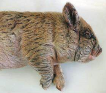 <p>Es un pioderma superficial agudo en lechones (3 a 35 días) asociado a Staphylococcus hycus subespecie hycus</p><p>“Enfermedad del cerdo sucio”, hay aguda, subaguda y crónica. </p><p>Áreas grasosas de color negro hasta abscesos principalmente en la cara, nariz y alrededor de los ojos y orejas, puede llegar a todo el cuerpo. </p><p>Normalmente afecta a toda la piara, especies de S. hycus se encuentran normalmente en la piel del cerdo, adquirida al parto, se cree que debe haber heridas en piel para contraerla. </p>