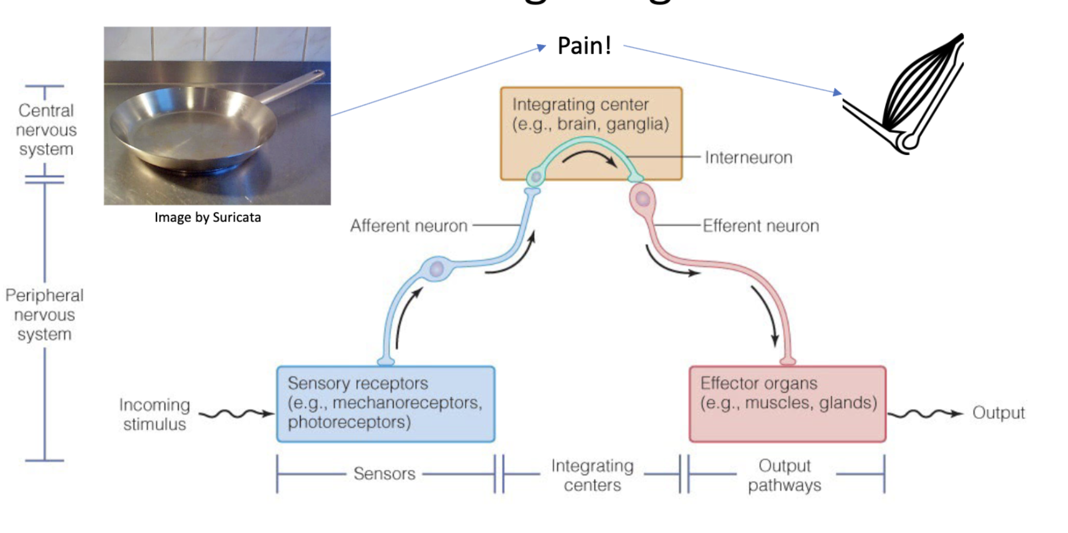 <p>detect stimuli and send information to an integrating center</p><p>convert info abt stimulus into action potentials</p>