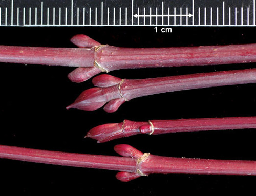 Blade: maple shape, just 3 lobes and serrated edges
Reproductive: buds are red and grow in 3's
Bark: small understory, grow in groups, thin, dull grey-brown, smooth becoming lightly scaled
