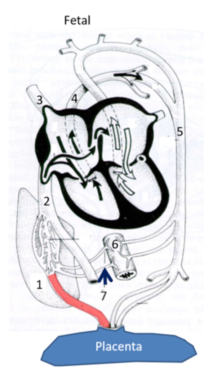 <p>Umbilical vein; Brings oxygen and nutrient rich blood from the placenta into the fetus</p>