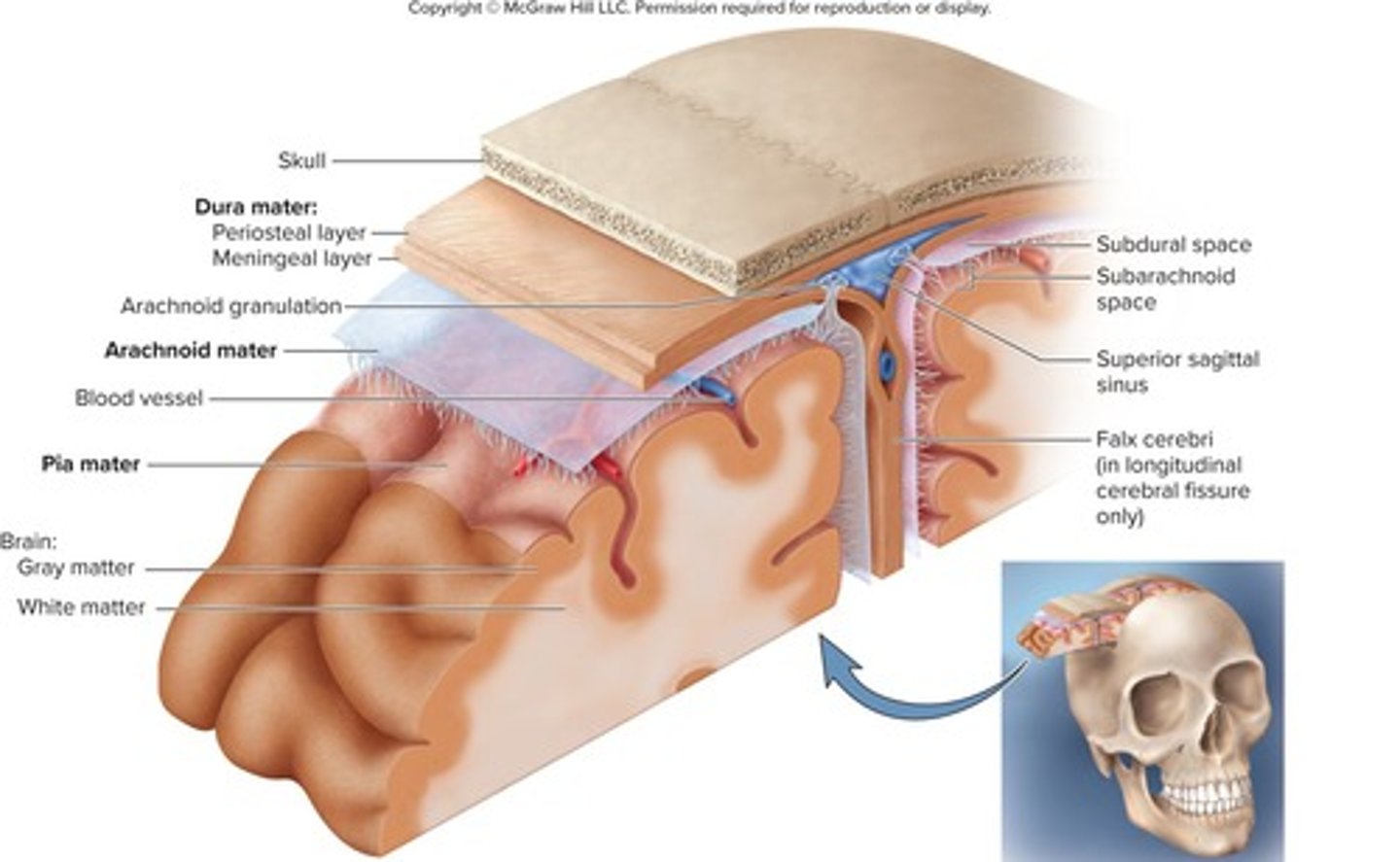 <p>Dura mater, arachnoid mater, pia mater.</p>