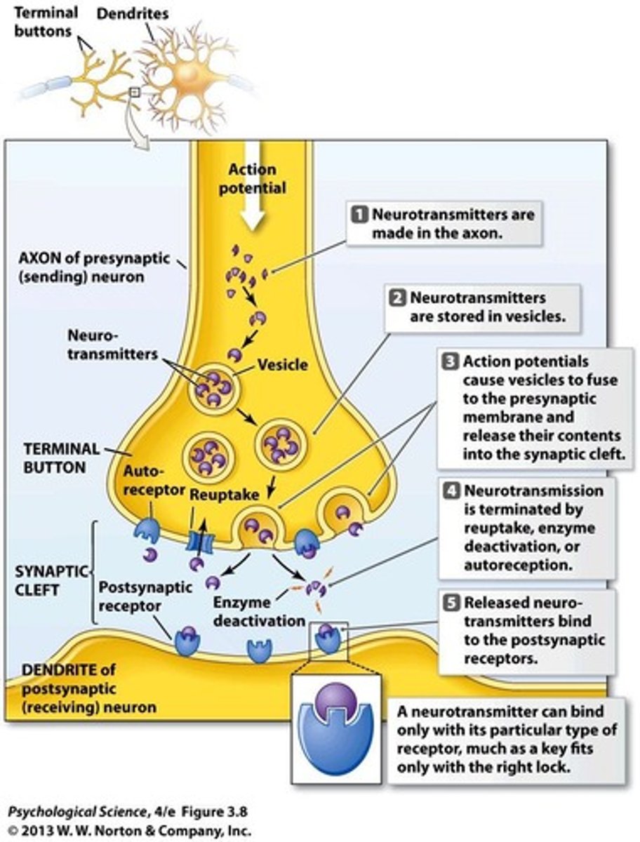 <p>Site where neurotransmitters transmit signals between neurons.</p>