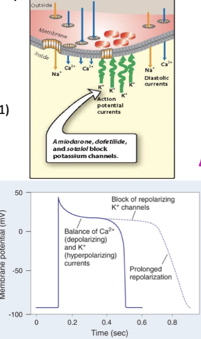 <p><u>Mekanism</u>: Binder och hämmar kaliumkanaler vilket förhindrar utflöde av kalium → förlänger repolariseringsfasen och refraktärperioden. </p><p><u>Biverkningar</u>: Amiodaron innehåller jod som kan påverka sköldkörteln. </p>