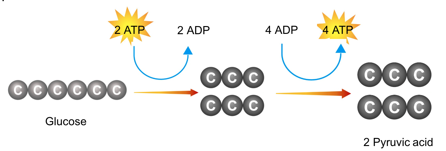 <p>At the beginning of glycolysis,<strong> the cell uses up 2 molecules of ATP</strong> to start the reaction.</p><p>When glycolysis is<strong> complet</strong>e,<strong> 4 ATP molecules</strong> have been produced.&nbsp;</p><p>This gives the cell a <strong>net gain of 2 ATP molecules</strong> (since 2 ATP were used to help make the pyruvic acid).</p><p><em>This means that glycolysis produces 2 ATP for the cell.</em></p>