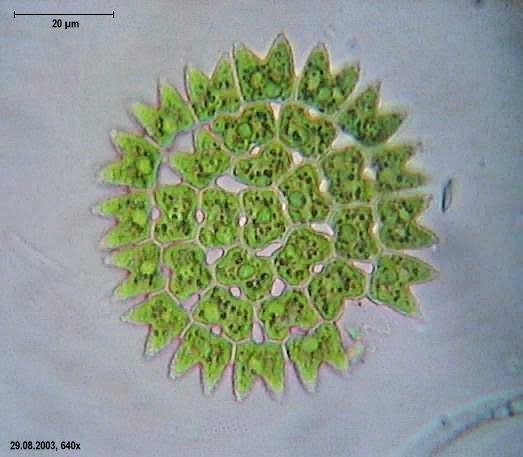 <p>Pediastrum</p><p>chlorophyta </p><p>green</p><p>flat; disc-shaped circles/starlike</p><p>coloniall coenobium</p><p>nonmotile; motille spores and gametes</p><p><span>distinctive horn-like or bristle-like projections on its peripheral cells</span></p>