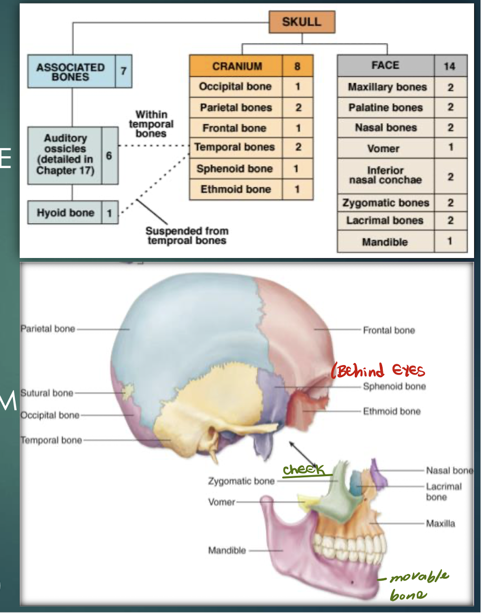 <p>Cranial Bones</p>