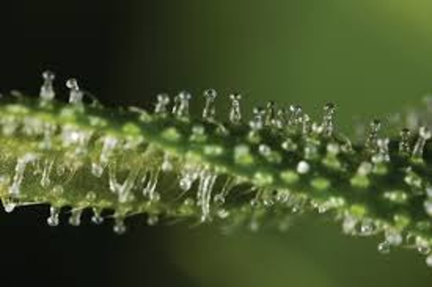 <p>Hair-like projections on plant surfaces</p>