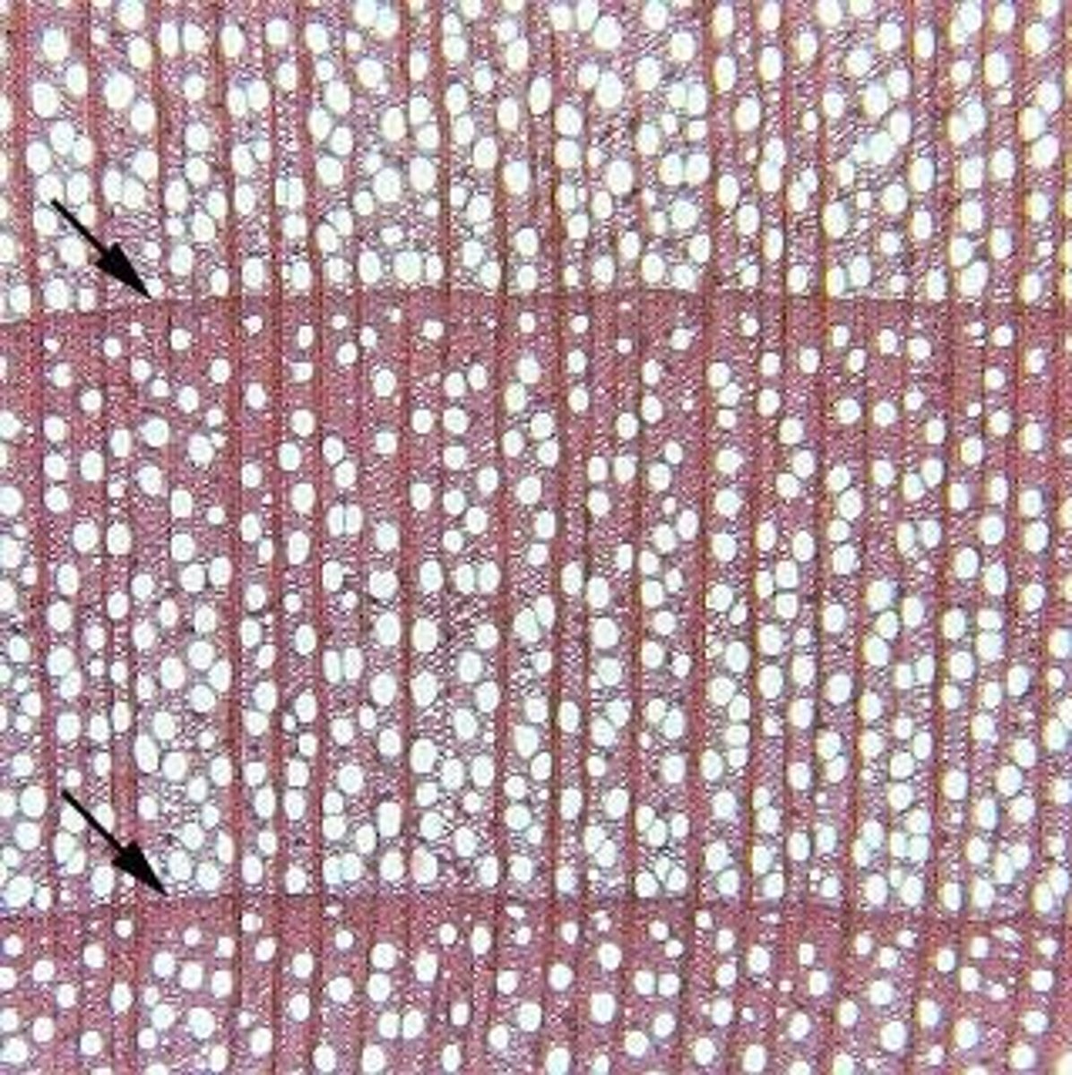 <p>They decrease in size and produce more tracheids than vessels during drier months and in drier climates.</p>