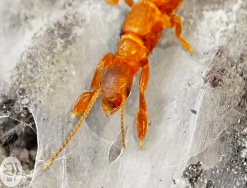 <ul><li><p>Small with &quot;popeye&quot; arms</p></li><li><p>Females are apterous (no wings) males have soft flexible wings</p></li><li><p>Compound eyes; no occeli</p></li><li><p>live in silken tunnels</p></li></ul>