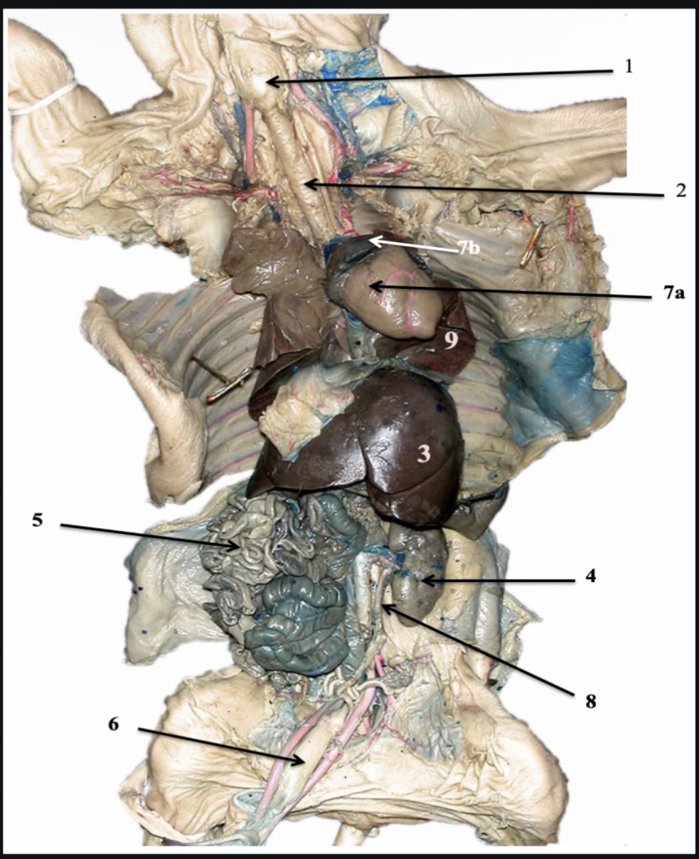 <p><span>2. &nbsp;Name this organ and the organ system in which it belongs.</span></p>