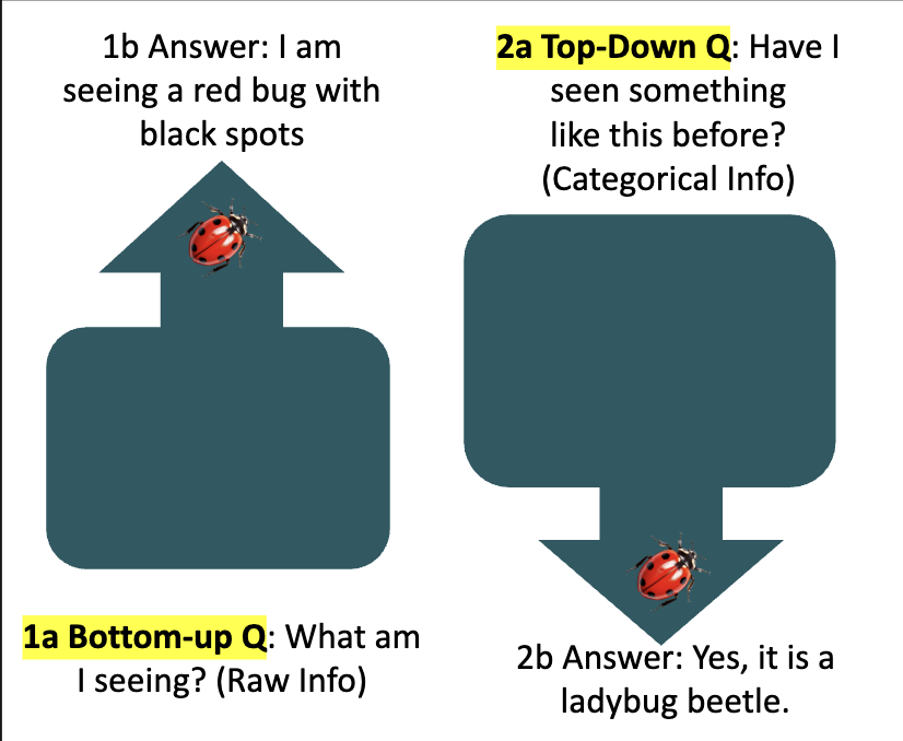 <p>Which one is considered Bottom-up processing and Top-down processing? Explain what each process does.</p>