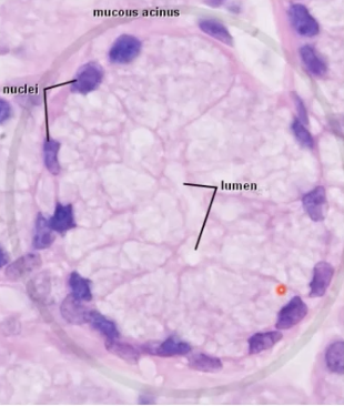 <p>What are mucous cells?</p>