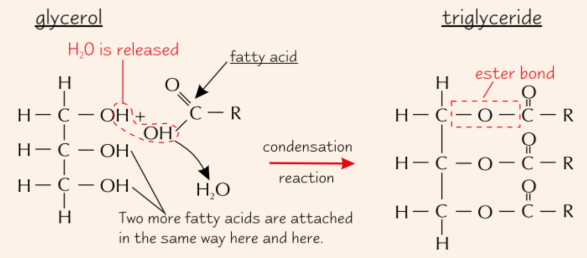 <ul><li><p><strong>Ester bond</strong> forms between each fatty acid and the gycerol molecule</p><ul><li><p>Each time, <strong>water </strong>molecule is <strong>released</strong></p></li></ul></li><li><p><strong>3x condensation reactions</strong></p></li></ul><p></p>