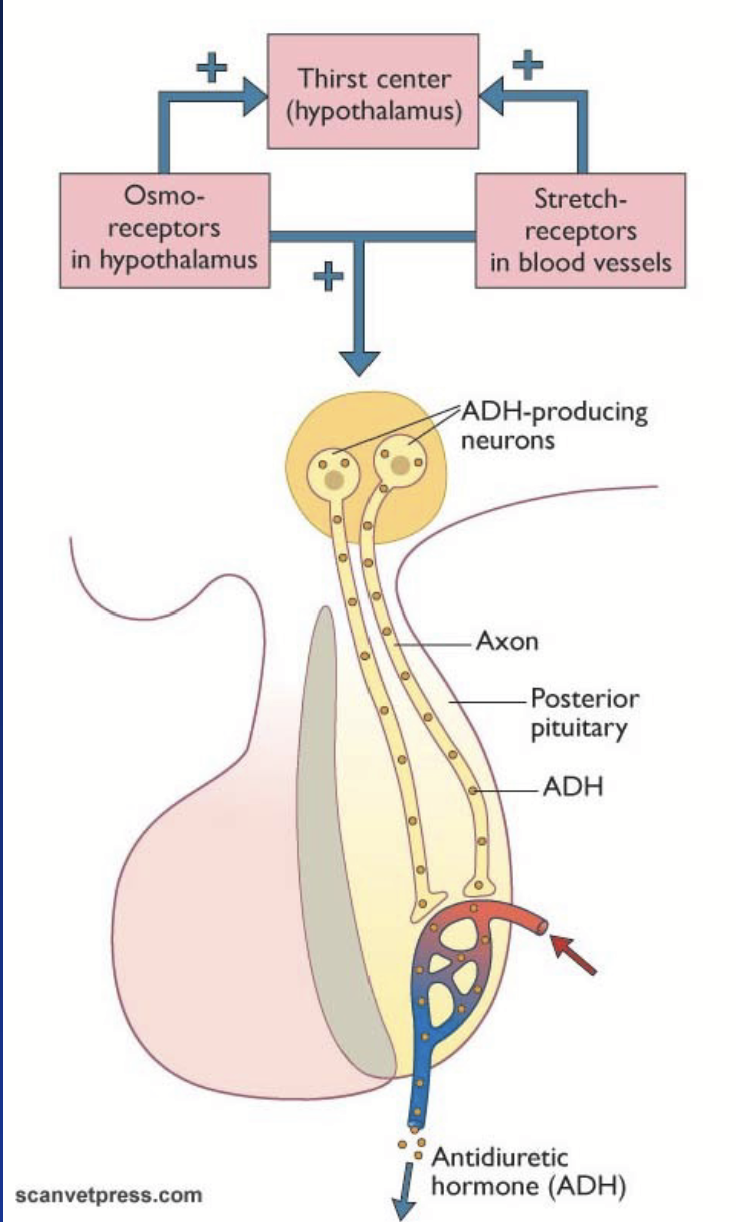 <p>Most important regulator of extracellular fluid.</p><ul><li><p>Controls water intake + water balance at level of kidneys.</p></li></ul><p>Acts in the <strong>kidneys:</strong> regulates the density of aquaporins (water channels) in the distal tubule and collecting duct.</p><p>Increases reabsorption of water.</p><p>Primarily regulated by hypothalamic osmoreceptors and stretch receptors in blood vessels.</p><ul><li><p>Reflex in nervous system - axons release hormone in blood, then carried through body.</p></li></ul><p></p>