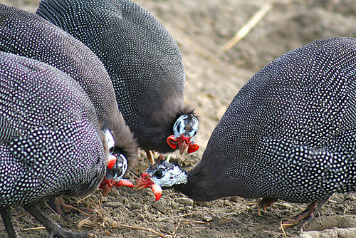 <p>food obtaining behavior</p>