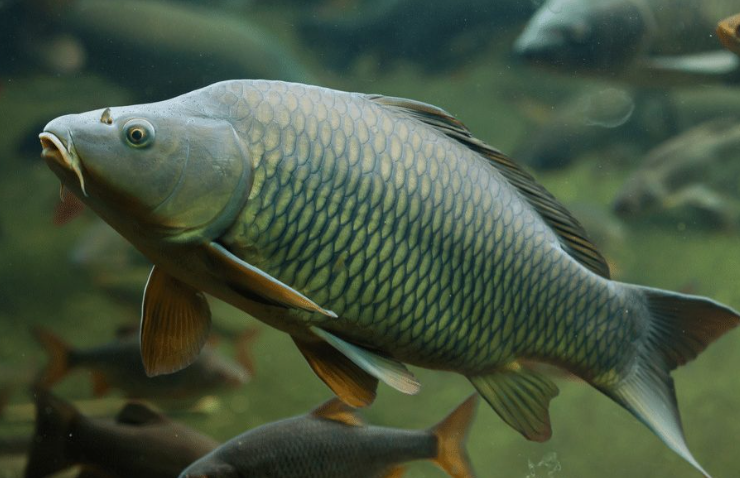 <p>What fish is this and how do you know</p>