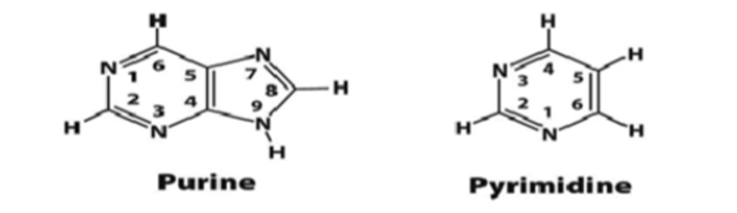 <p>pathway differs depending on the type of nitrogenous base (purine or pyrimidine)</p>