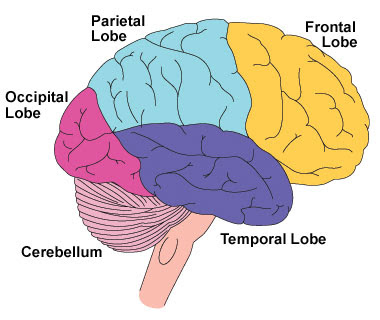 <ul><li><p>Occipital lobe </p></li><li><p>Parietal lobe </p></li><li><p>Temporal lobe </p></li><li><p>Frontal lobe </p></li></ul><p></p><p>(In addition is the Cerebellum)</p><p></p>