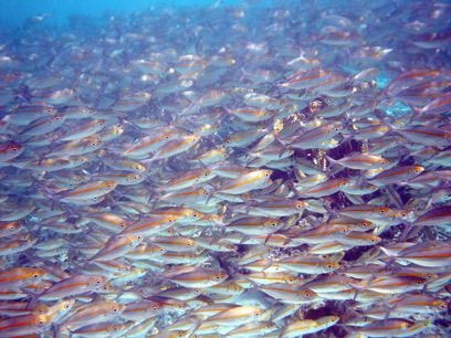 <p>Decreases predation when predators have difficulty in picking out a prey from the crowd (similarities between individuals via patterns causes confusion)</p>