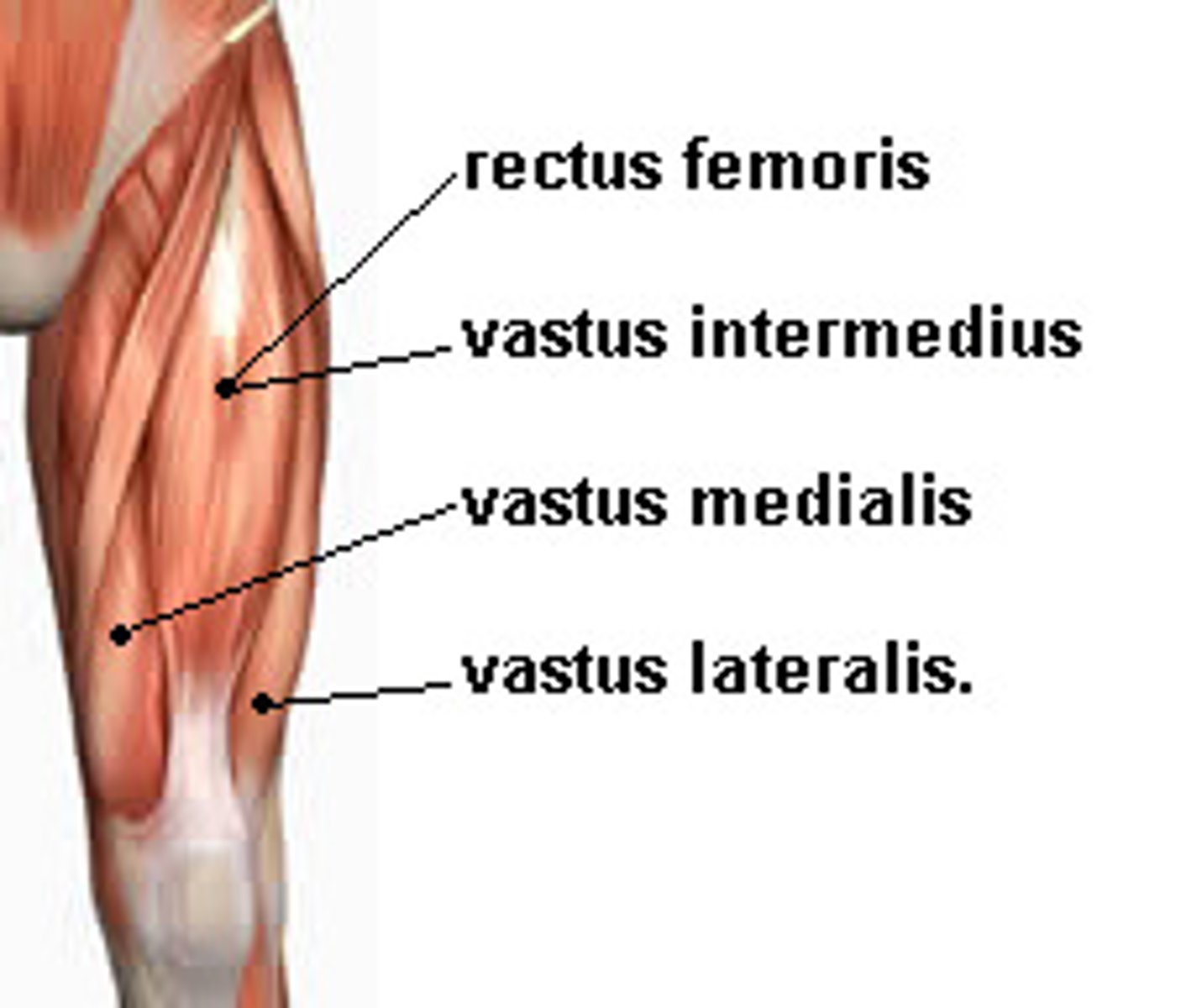 <p>The group of muscles consisting of vastus medialis + vastus medialis oblique (VMO), vastus lateralis, vastus intermedius, and rectus femoris. Extends the leg.</p>