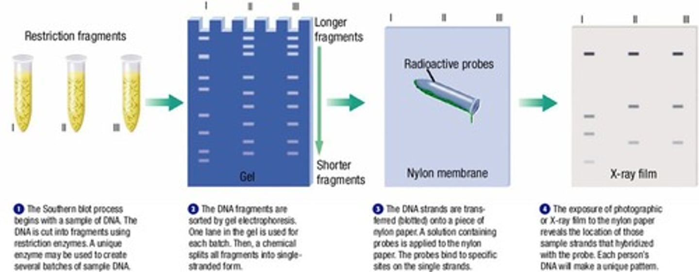 <p>Technique to separate DNA fragments by size.</p>