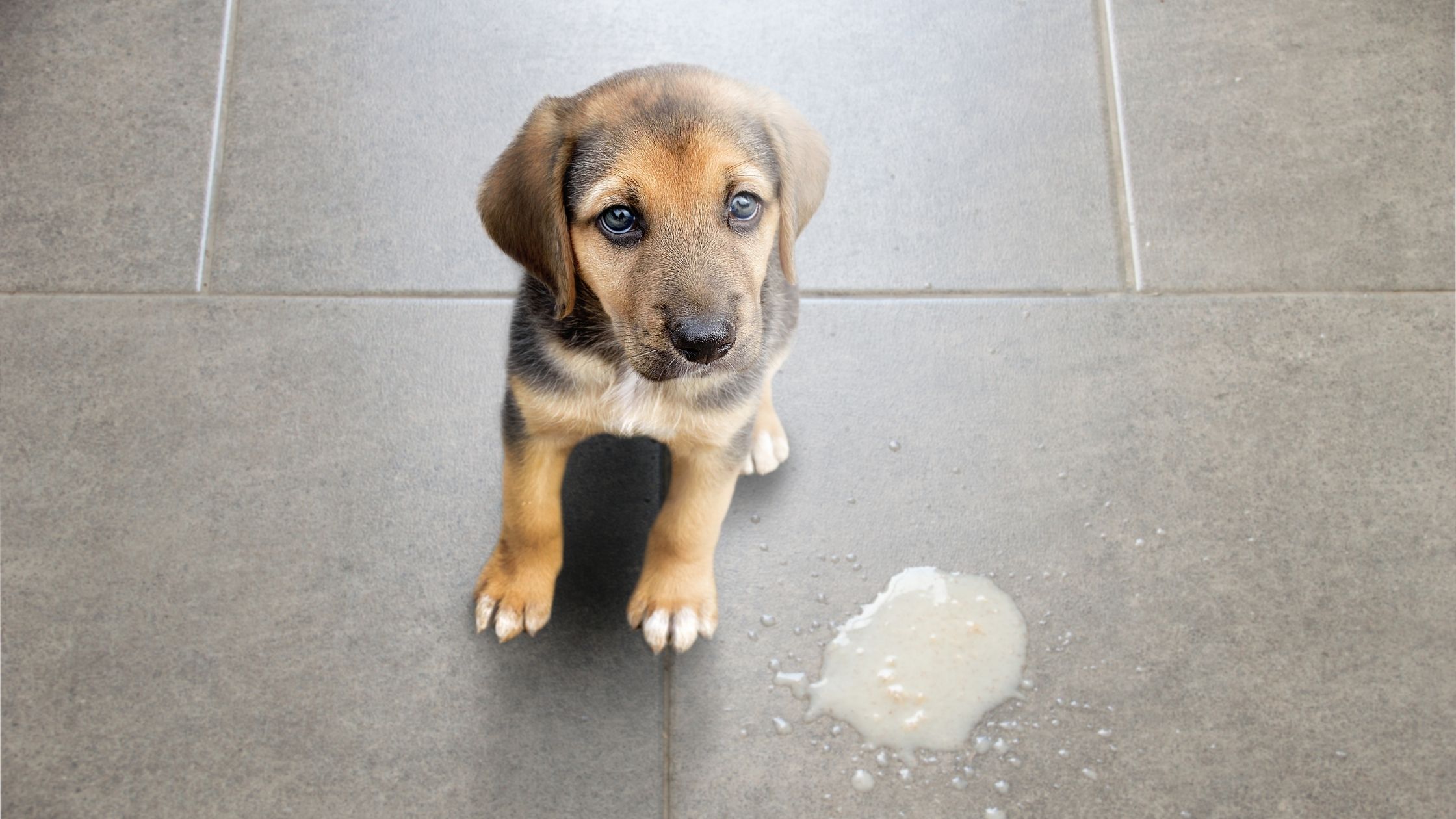 As a dog returneth to his vomit, so a fool returneth to his folly.