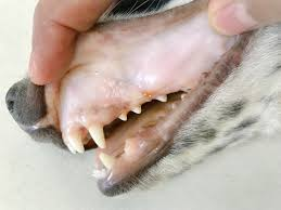 Lethargy, dyspnoea, pale gums, coughing, bleeding (epistaxis, melaena, internal haemorrhages into skin, organs, and joints)