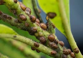 <p><span>&nbsp;Small, immobile insects covered by a waxy shell, sucking plant sap and causing yellowing and weakening.</span></p>