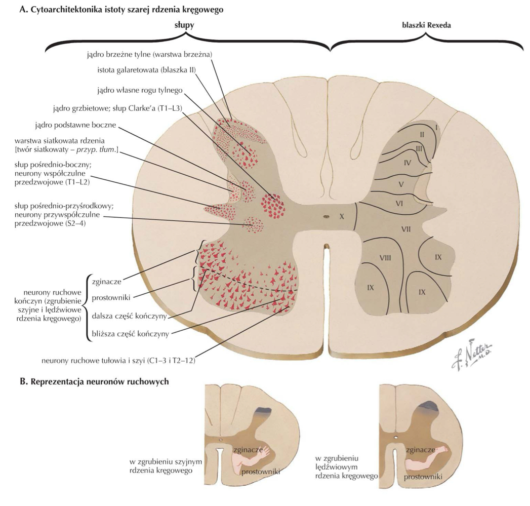 <p>jądro pośrednio-boczne (intermediolateral nucleus)</p>