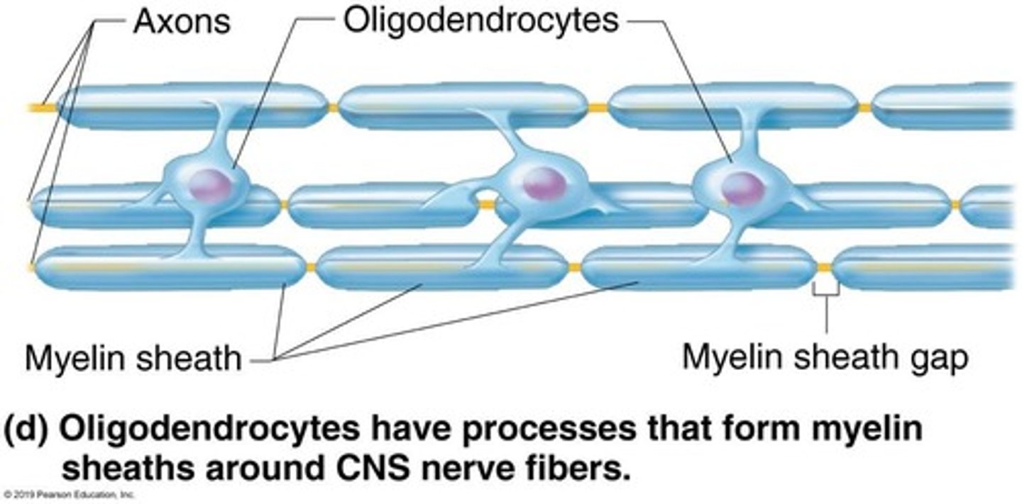 <p>Oligodendrocytes myelinate axons in the CNS.</p>