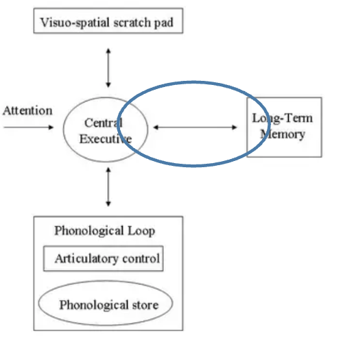 <ul><li><p>Central executive(PFC): responsible for focusing attention and controlling the flow of information between the other systems</p></li><li><p>Phonological loop:(Broca’s and Wernickes) responsible for dealing with verbal and auditory information. It is divided into two parts</p><ul><li><p>Phonological Store (Inner Ear)</p></li><li><p>Articulatory Control Process (Inner Voice)</p></li></ul></li><li><p>Visuospatial sketchpad(Occipital Lobe): what helps you visualize directions, mentally rotate objects, or remember where things are in a room</p></li><li><p>Episodic Buffer(Parietal Lobe): backup storage system that holds episodes or chunks of information in a more integrated form and can bind information from different sources into coherent sequences</p></li></ul><p></p>