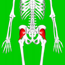 <p>A muscle that medially rotates and abducts the thigh, located deep under the gluteus medius on the side of the hip.</p>